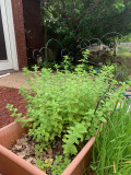 The EarthBox Container for Gardening