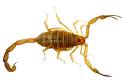 Bark Scorpion. Nasty chap, lethal for small children.  Arizona and Sonora Desert, etc.