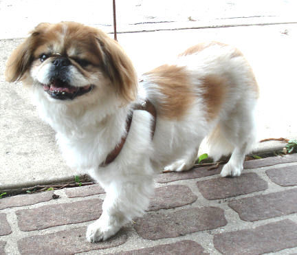 Baxter, a Tibetan Terrier, showing off his Choke-Free Shoulder Collar harness.