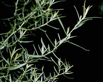 Fresh tarragon leaves. This image is in the public domain.