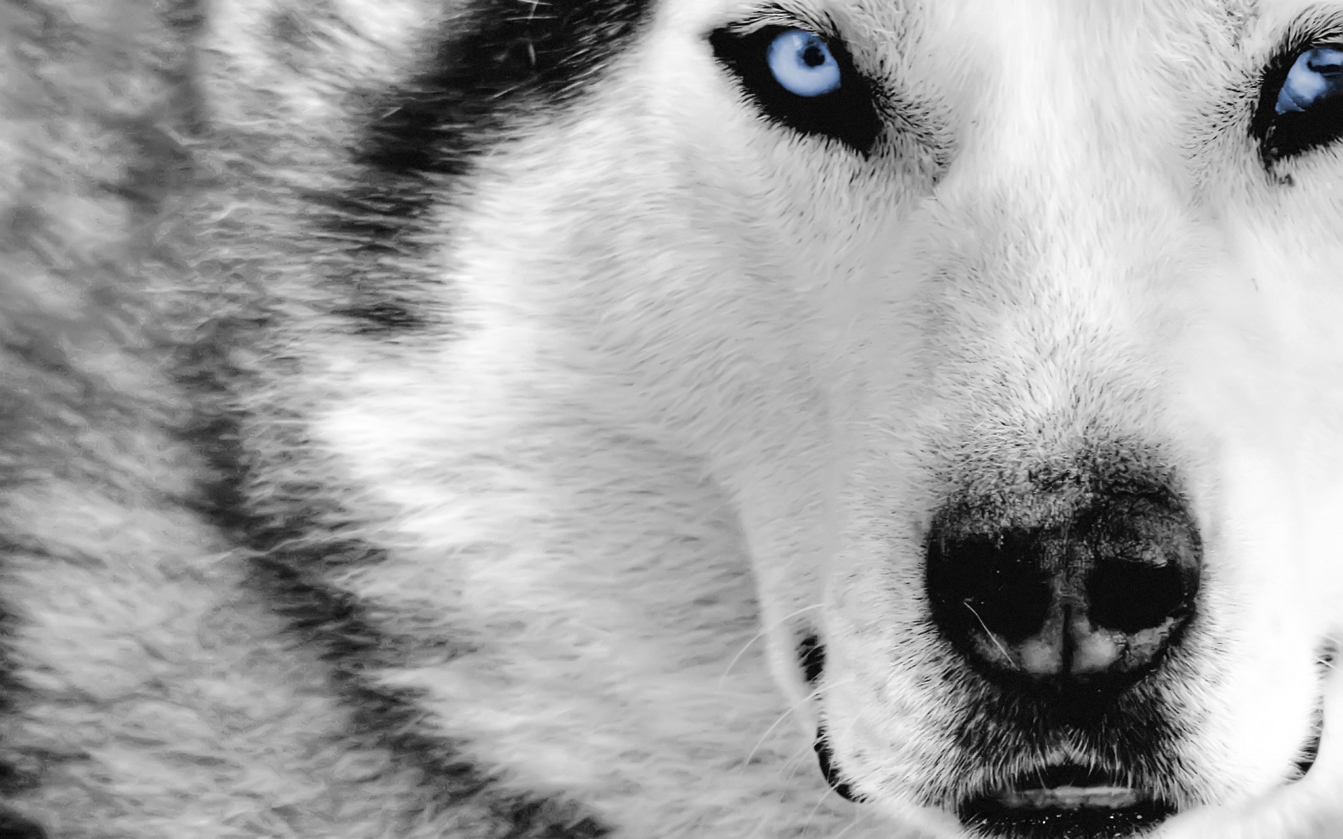 HubPages profile picture for @whitewolf
