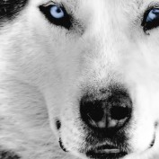 WhiteWolf profile image
