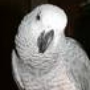 Pet Parrots profile image