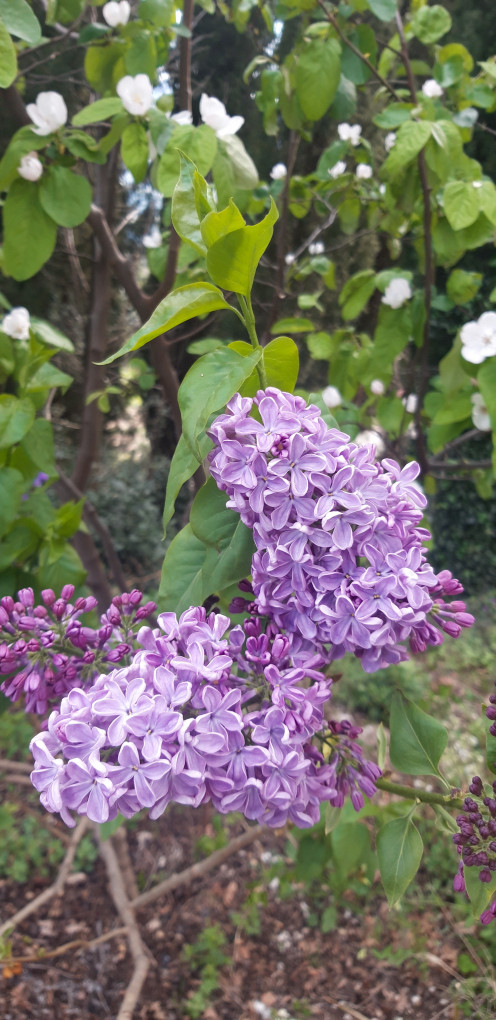 Lilacs