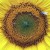The Golden Ratio is found in nature The Golden Ratio is found in nature