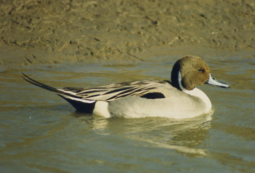 Male Pintail duck