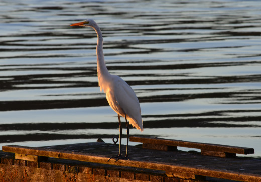 Egret, Alsea River, Oregon
