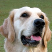 Dog Food Recall profile image