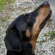 fortdoberdale profile image