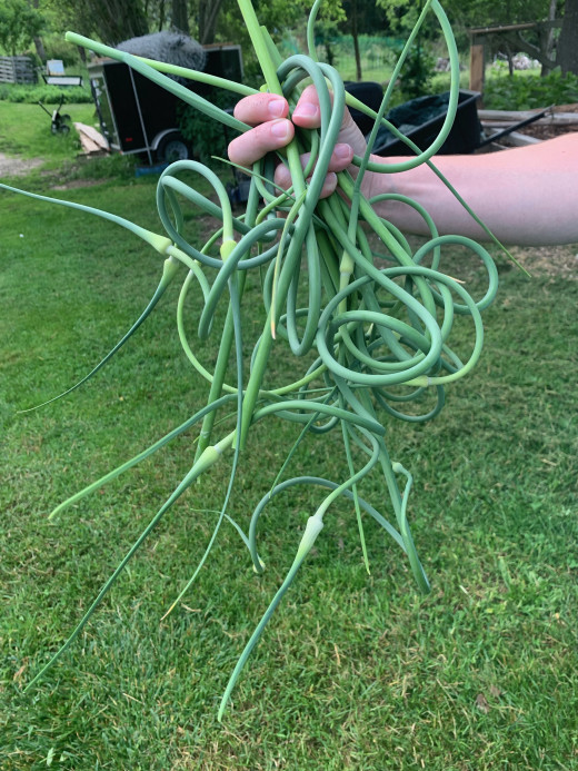 scapes grown in New England