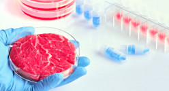 Stem Cell Meat: The Novel Meat