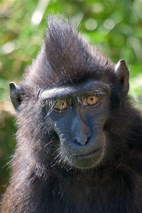 58 best Macaque Monkey: Black Crested Macaque Monkey ...