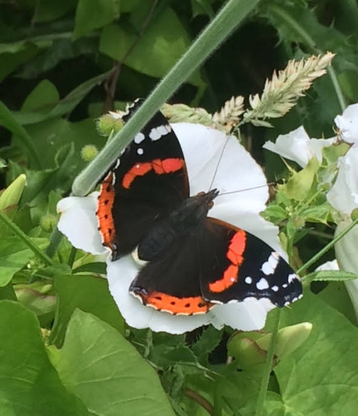 A Red Admiral butterfly on a convolvulus flower