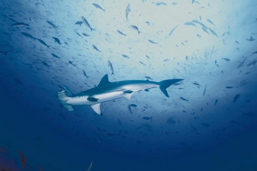 Huge Hammerhead Shark:  Sea of Cortez.  Many monsters in this lovely body of water.
