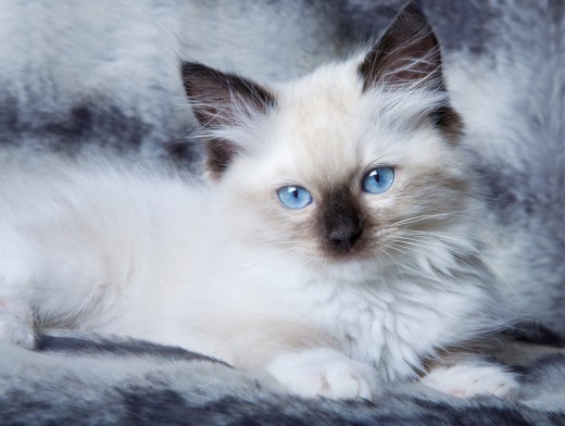 Seal Point Ragdoll