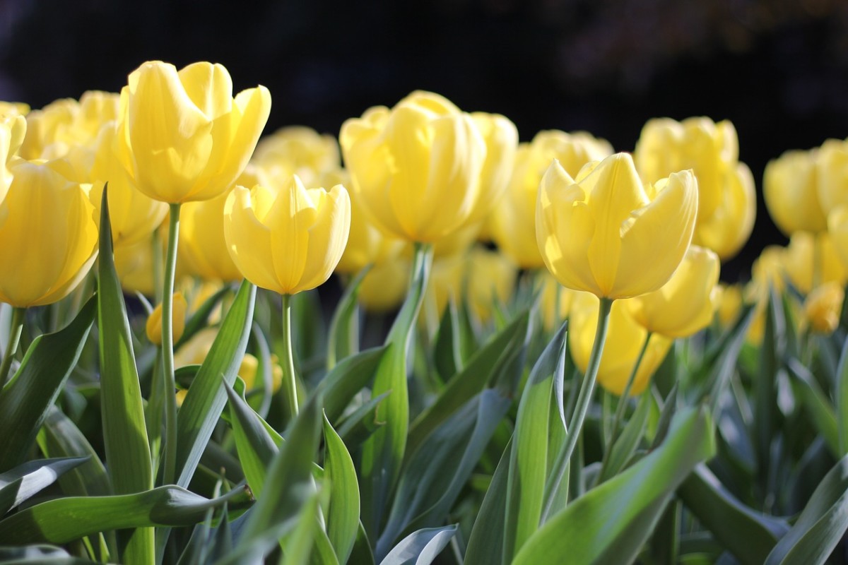 Yellow tulips: Image by Krysten Merriman from Pixabay