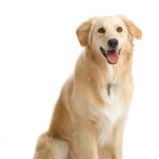 DogHealthCare profile image