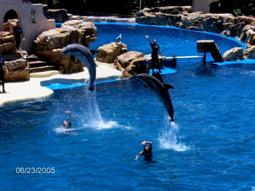 Dolphins jumping, doing tricks in the pool with their trainers. 