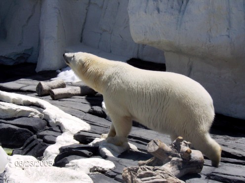 Polar Bear.  Such a beautiful creature.  