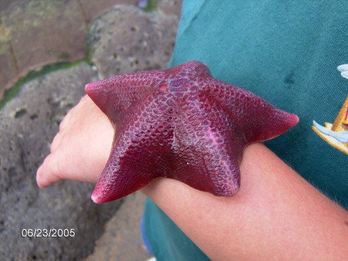 My son is holding a starfish from the tide pools at Sea World.  It is kind of like a form of a petting zoo, with rules of course!
