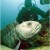 7. Atlantic Wolffish 7. Atlantic Wolffish