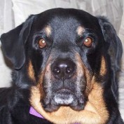 NaturalPetProduct profile image