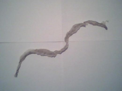shed skin