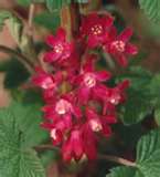 Red Flowered Currant