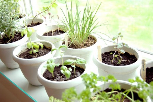 inthegarden.today.com
