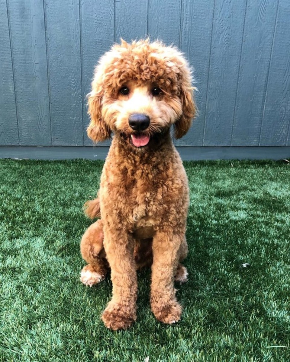 Oodles of Doodles: The Best Poodle Mixed Dog Breeds