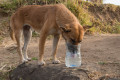 Why Is My Dog Drinking so Much?