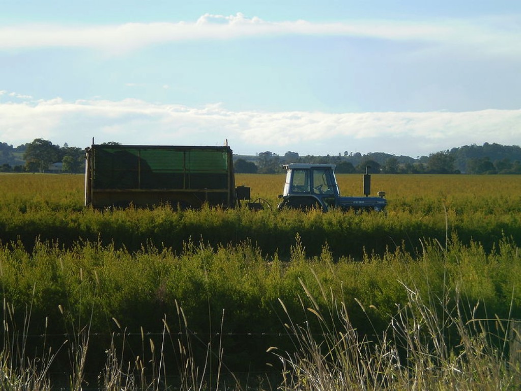 Tea tree skin care using tea tree oil for treating burns, scrapes and