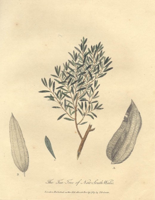 Drawing of the tea-tree, from the 1790 book, "Journal of a Voyage to New South Wales" by John White.