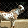 indiangoatfarm profile image