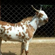 indiangoatfarm profile image
