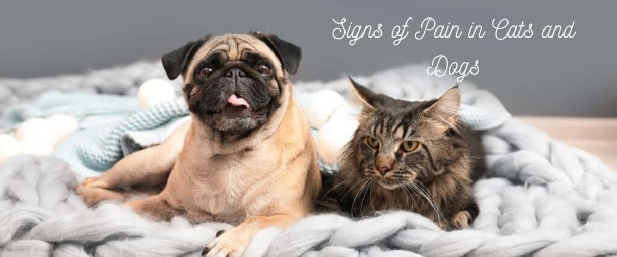 Pain and Problem Behavior in Cats and Dogs
