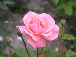 Herbs 101: Rose