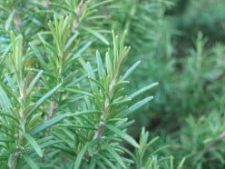 Herbs101: Rosemary