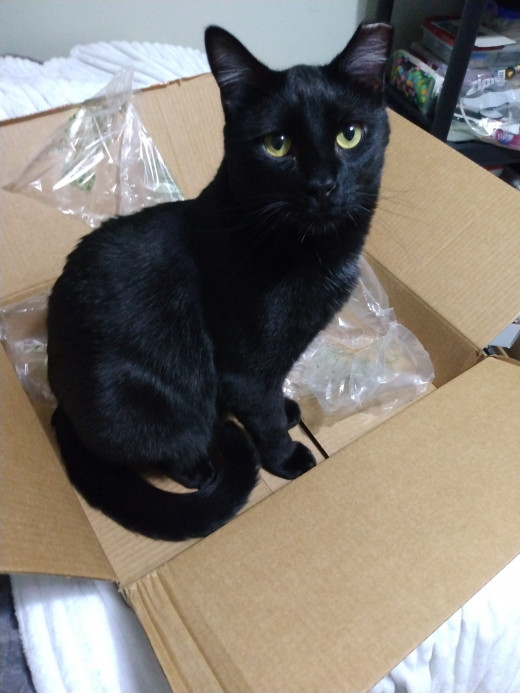 Romeo Void inspecting boxes.