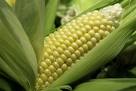 Corn mash, used in the distilling of Bourbon was made from fresh corn