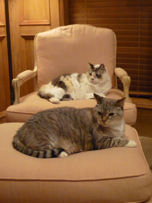 Our cats Dusty and Peaches