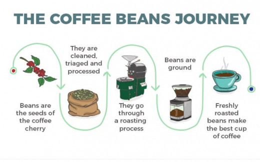 From bean to cup