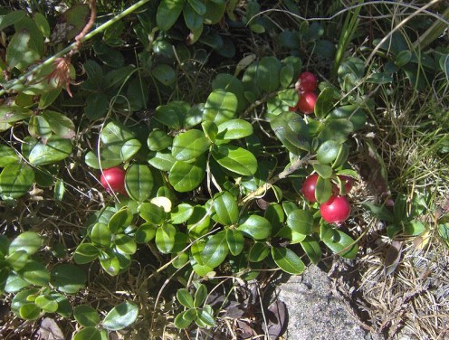 Cranberries