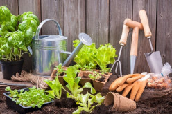 A Small Garden to Call Your Own