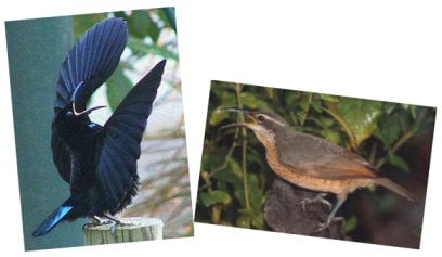 When displaying, the male Victoria's riflebird (left) perches on a stump and curves his wings above his body and tilts his head back, swaying and pivoting backwards and forwards. Images www.wikimedia.com.