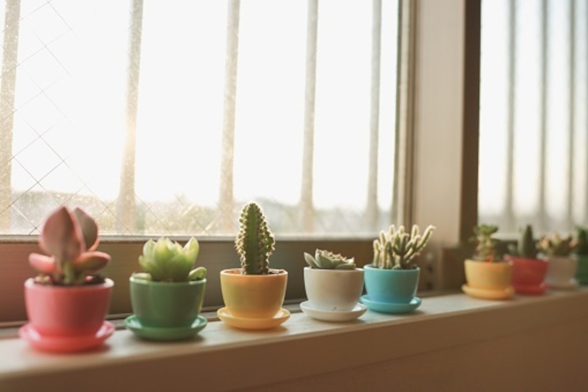 Top 5 Modern Planter Pots You Need for Home Decor
