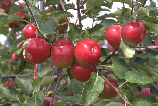 nyapplecountry.com