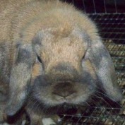 Keeps Rabbitry profile image