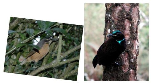 A female (left) and male paradise riflebird. Images by Ken Clifton @ www.ozanimals.com.