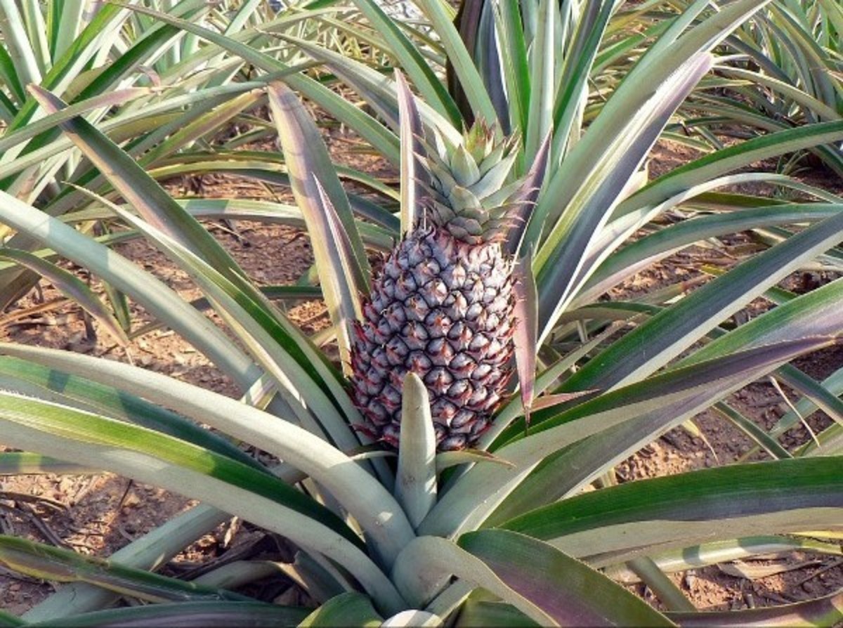 Pineapple Cultivation Farming